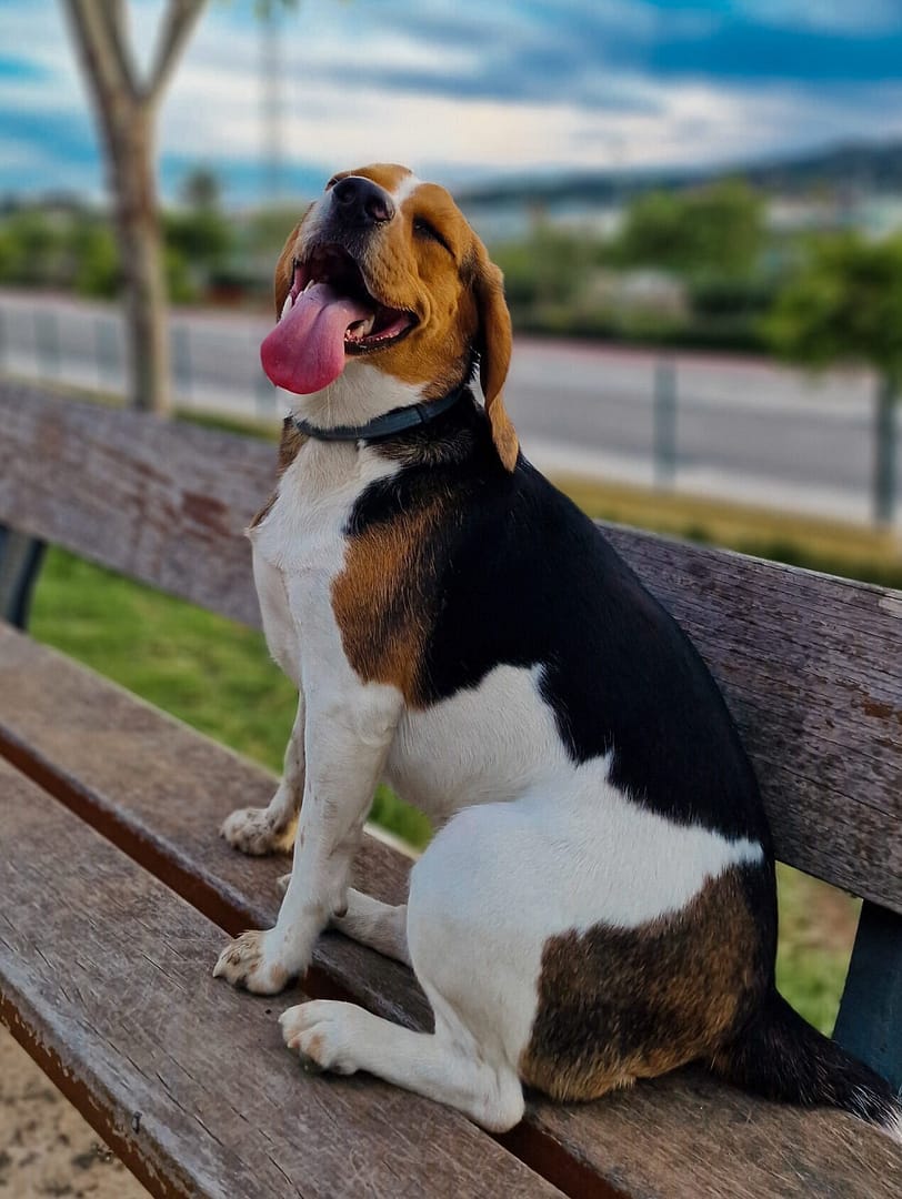UMA MASCOTA DE PRISMABODE